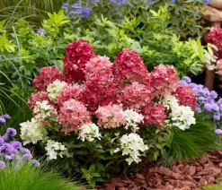 Bodendecker-Rispen-Hortensie Groundbreaker® 'Ruby' ™, 4er-Set