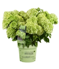 Bodendecker-Rispen-Hortensie Groundbreaker® 'Greeny' ™, 4er-Set