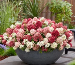 Bodendecker-Rispen-Hortensie Groundbreaker® 'Ruby' ™