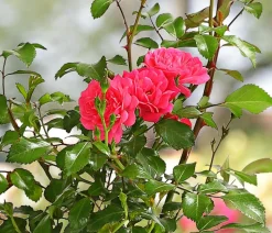 Bodendeckerrose 'Lovely Fairy®'