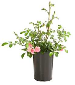 Bodendeckerrose 'The Fairy®', rosa