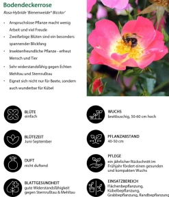 Bodendeckerrose 'Bienenweide® Bicolor'
