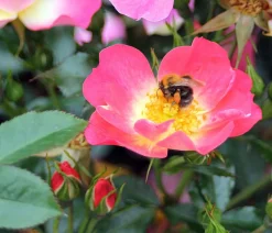Bodendeckerrose 'Bienenweide® Bicolor'