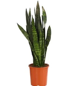 Bogenhanf - Sansevieria 'Black Coral'