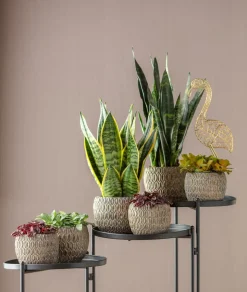Bogenhanf - Sansevieria 'Black Coral'