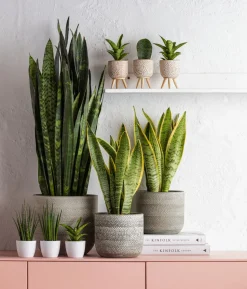 Bogenhanf - Sansevieria 'Black Coral'