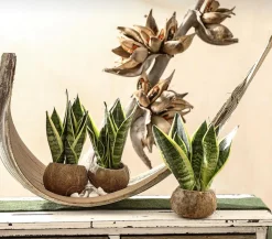 Bogenhanf - Sansevieria trifasciata, 3er-Set