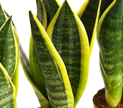 Bogenhanf - Sansevieria trifasciata, 3er-Set