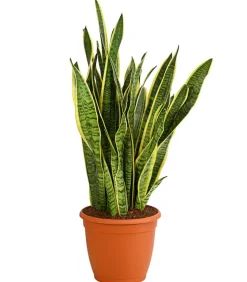 Bogenhanf - Sansevieria trifasciata var. laurentii