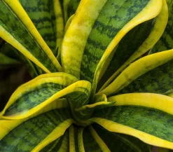 Bogenhanf - Sansevieria trifasciata var. laurentii