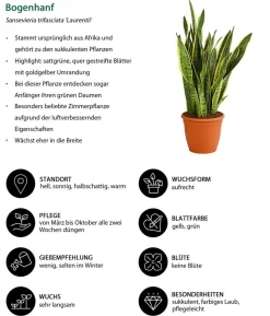 Bogenhanf - Sansevieria trifasciata var. laurentii