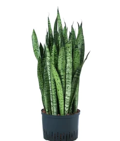 Bogenhanf - Sansevieria zeylanica, Hydrokultur