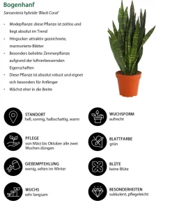 Bogenhanf - Sansevieria 'Black Coral'