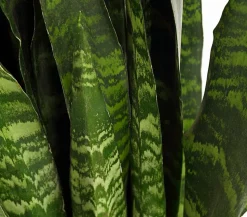 Bogenhanf - Sansevieria 'Black Coral'