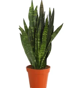 Bogenhanf - Sansevieria 'Black Coral'