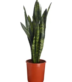 Bogenhanf - Sansevieria 'Black Coral'