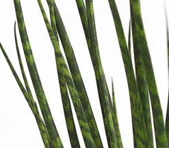 Bogenhanf - Sansevieria cylindrica 'Mikado'