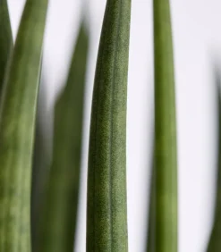 Bogenhanf - Sansevieria cylindrica, verschiedene Sorten