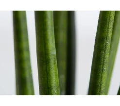 Bogenhanf - Sansevieria cylindrica 'Rocket'
