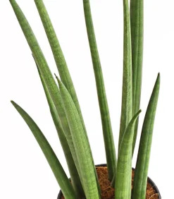Bogenhanf - Sansevieria cylindrica 'Spaghetti'
