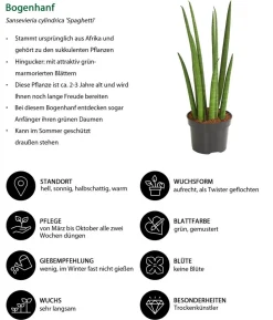 Bogenhanf - Sansevieria cylindrica 'Spaghetti'