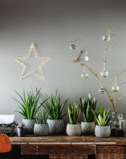 Bogenhanf - Sansevieria hybride 'Fernwood Punk'