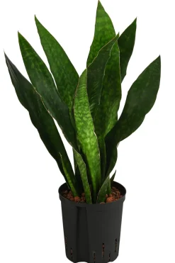 Bogenhanf - Sansevieria trifasciata 'Jade', Hydrokultur