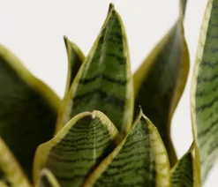 Bogenhanf - Sansevieria trifasciata var. laurentii