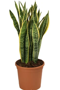 Bogenhanf - Sansevieria trifasciata var. laurentii