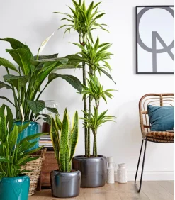 Bogenhanf - Sansevieria trifasciata var. laurentii