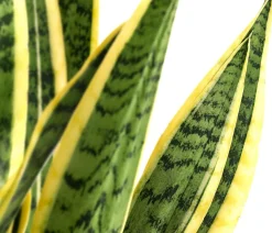 Bogenhanf - Sansevieria trifasciata var. laurentii
