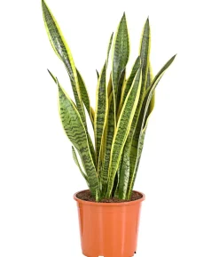 Bogenhanf - Sansevieria trifasciata var. laurentii