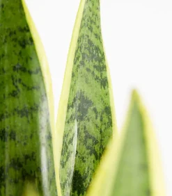 Bogenhanf - Sansevieria trifasciata var. laurentii