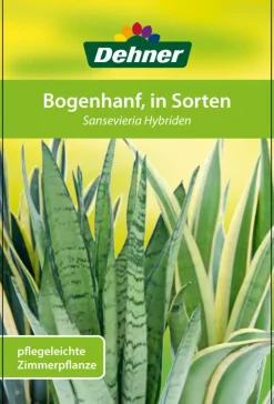 Bogenhanf - Sansevieria trifasciata 'Moonshine'