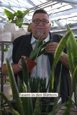 Bogenhanf - Sansevieria, verschiedene Sorten