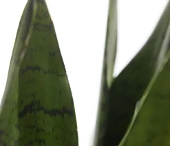 Bogenhanf - Sansevieria zeylanica