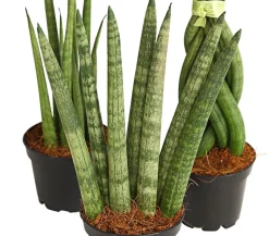 Bogenhanf-Set - Sansevieria cylindrica, 3-teilig