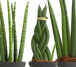 Bogenhanf-Set - Sansevieria cylindrica, 3-teilig