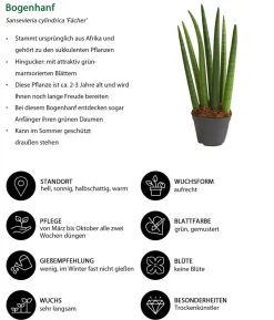 Bogenhanf-Set - Sansevieria cylindrica, 3-teilig