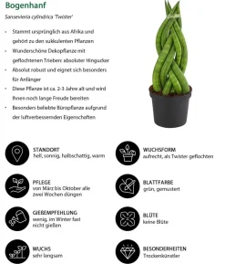 Bogenhanf-Set - Sansevieria cylindrica, 3-teilig