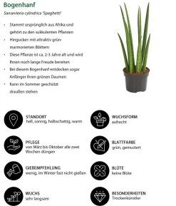 Bogenhanf-Set - Sansevieria cylindrica, 3-teilig