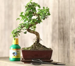 Bonsai Chinesischer Liguster - Ligustrum sinensis, Anfänger-Set