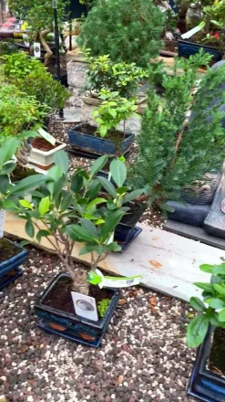 Bonsai Fukientee - Carmona microphylla, kugelförmig, 6 Jahre
