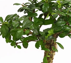 Bonsai Fukientee - Carmona microphylla, kugelförmig, 6 Jahre