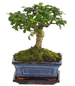 Bonsai Fukientee - Carmona microphylla, kugelförmig, 6 Jahre