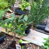 Bonsai Japanische Zelkove - Zelkova serrata