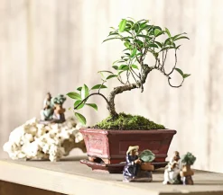 Bonsai Chinesischer Feigenbaum - Ficus retusa