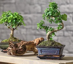 Bonsai Chinesischer Liguster - Ligustrum sinensis, 6 Jahre