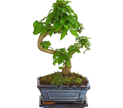 Bonsai Chinesischer Liguster - Ligustrum sinensis, 6 Jahre