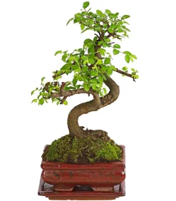 Bonsai Chinesische Ulme - Ulmus parviflora, Anfänger-Set